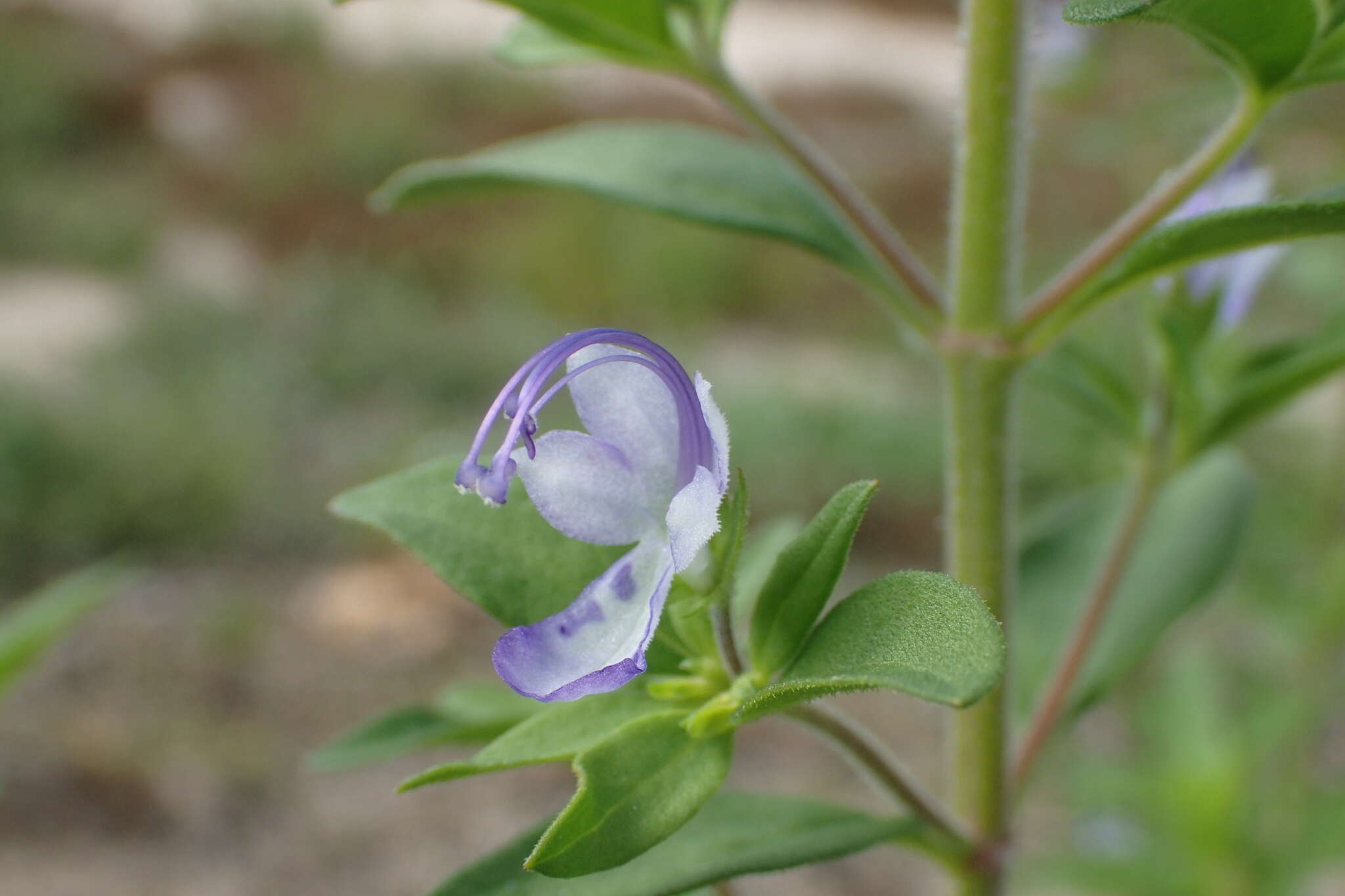 Image of forked bluecurls