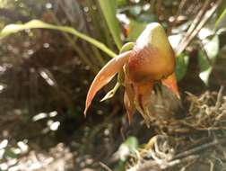 Image of Catasetum maculatum Kunth