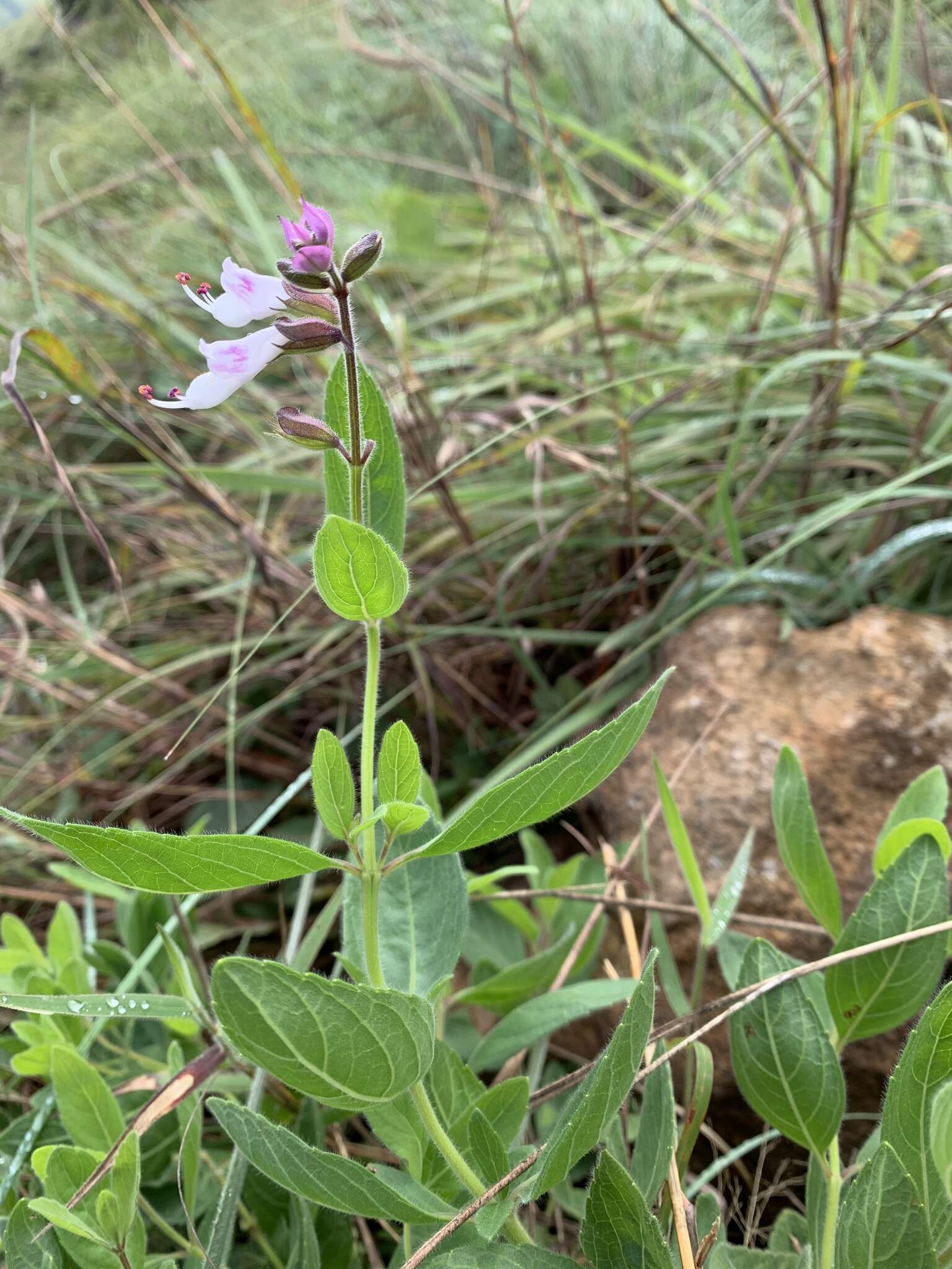 Imagem de Syncolostemon foliosus (S. Moore) D. F. Otieno