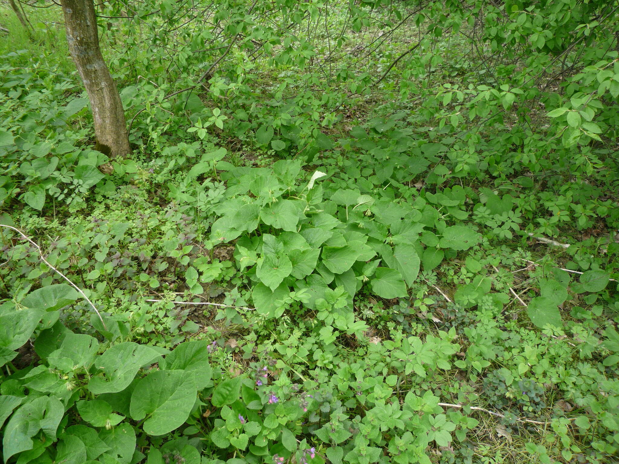 Image of Symphytum cordatum Waldst. & Kit.