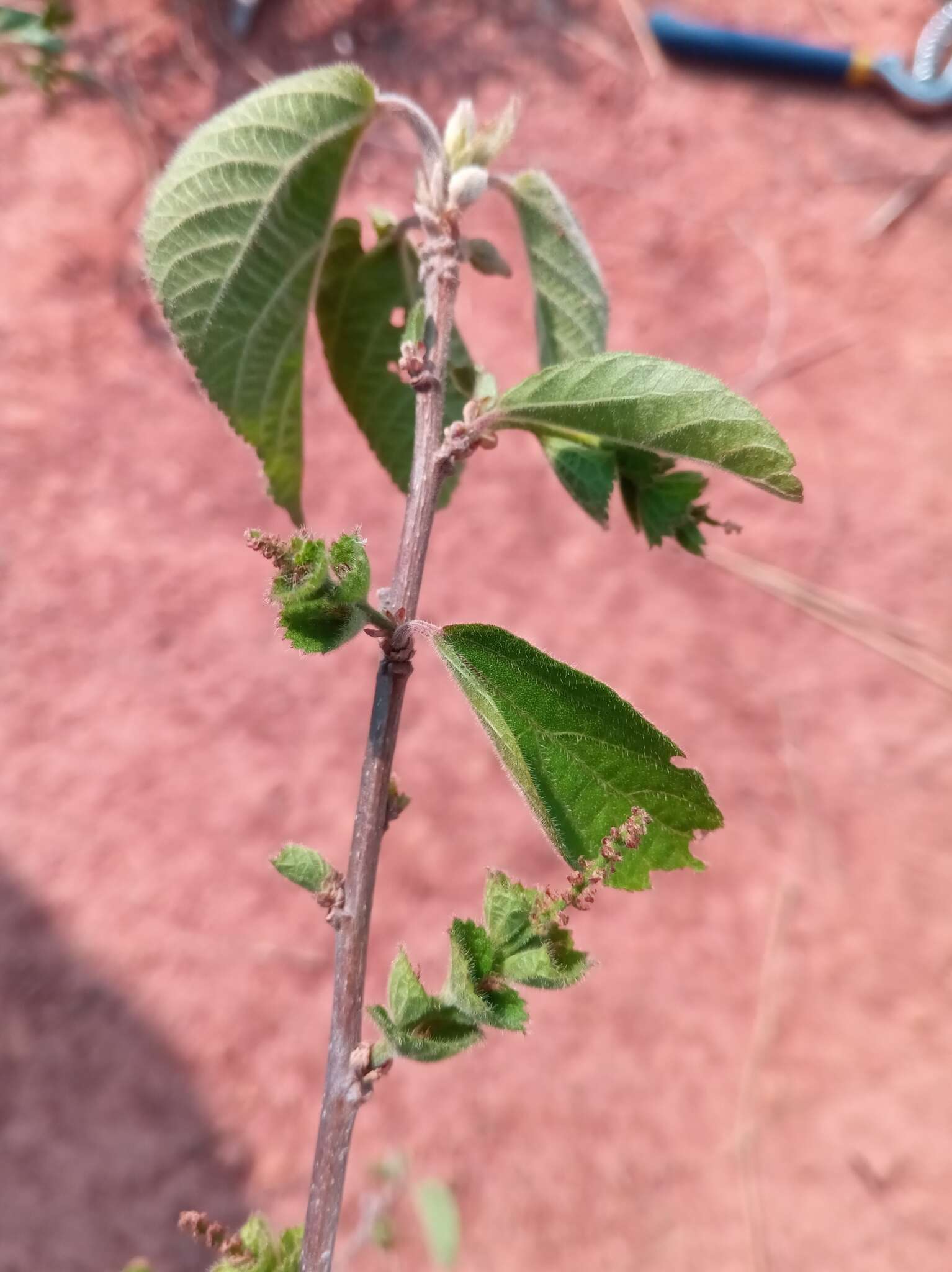 Image of Acalypha boinensis Leandri