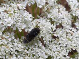 Image of Acmaeoderella flavofasciata flavofasciata