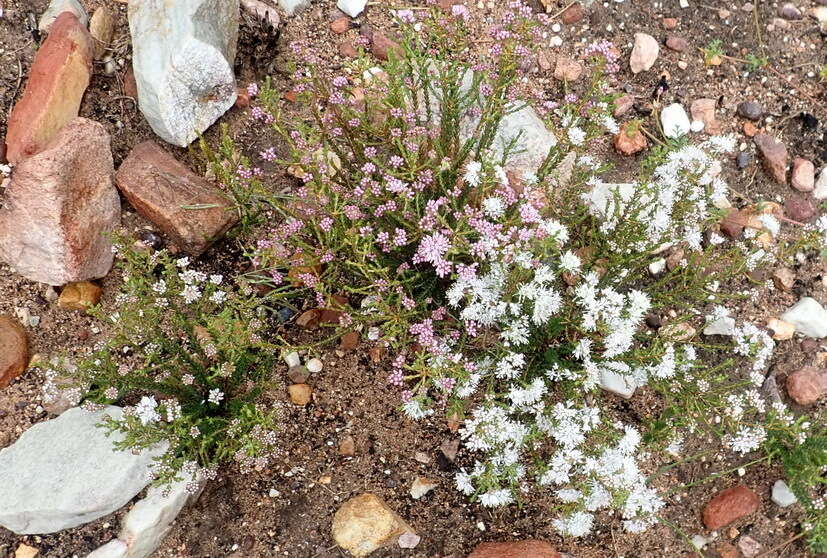 Image of Agathosma capensis (L.) Druce