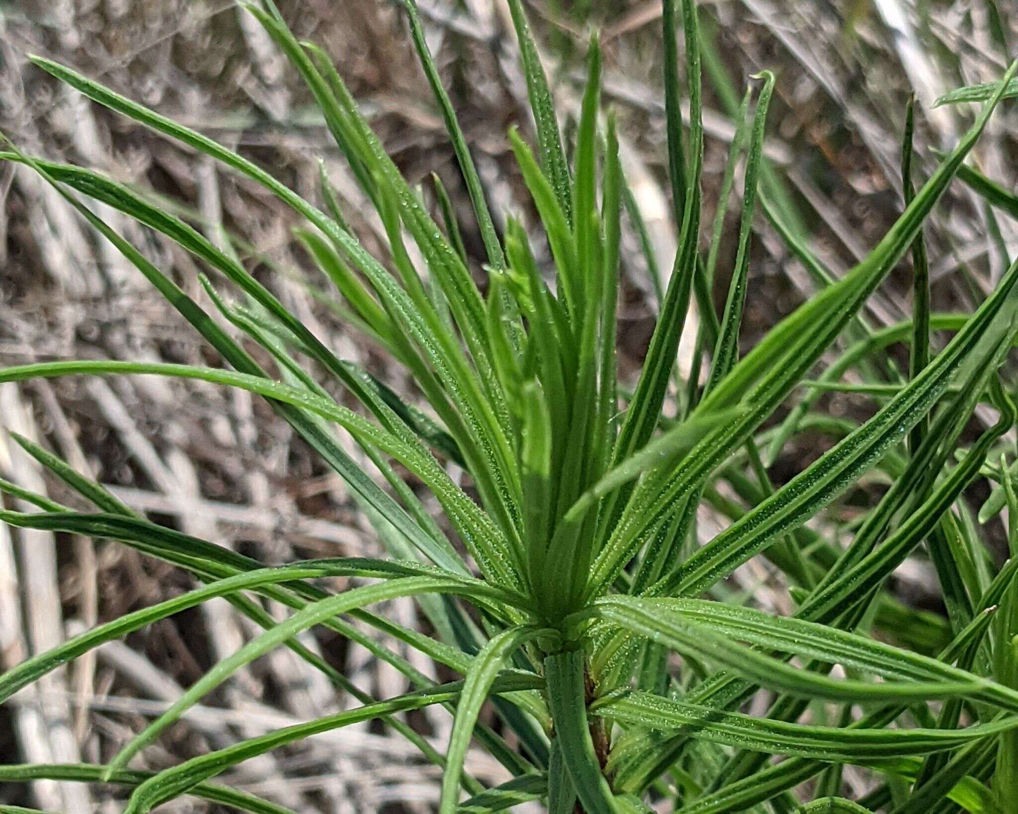 Image of glandular blazing star