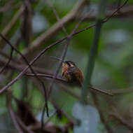 Phaethornis ruber (Linnaeus 1758) resmi