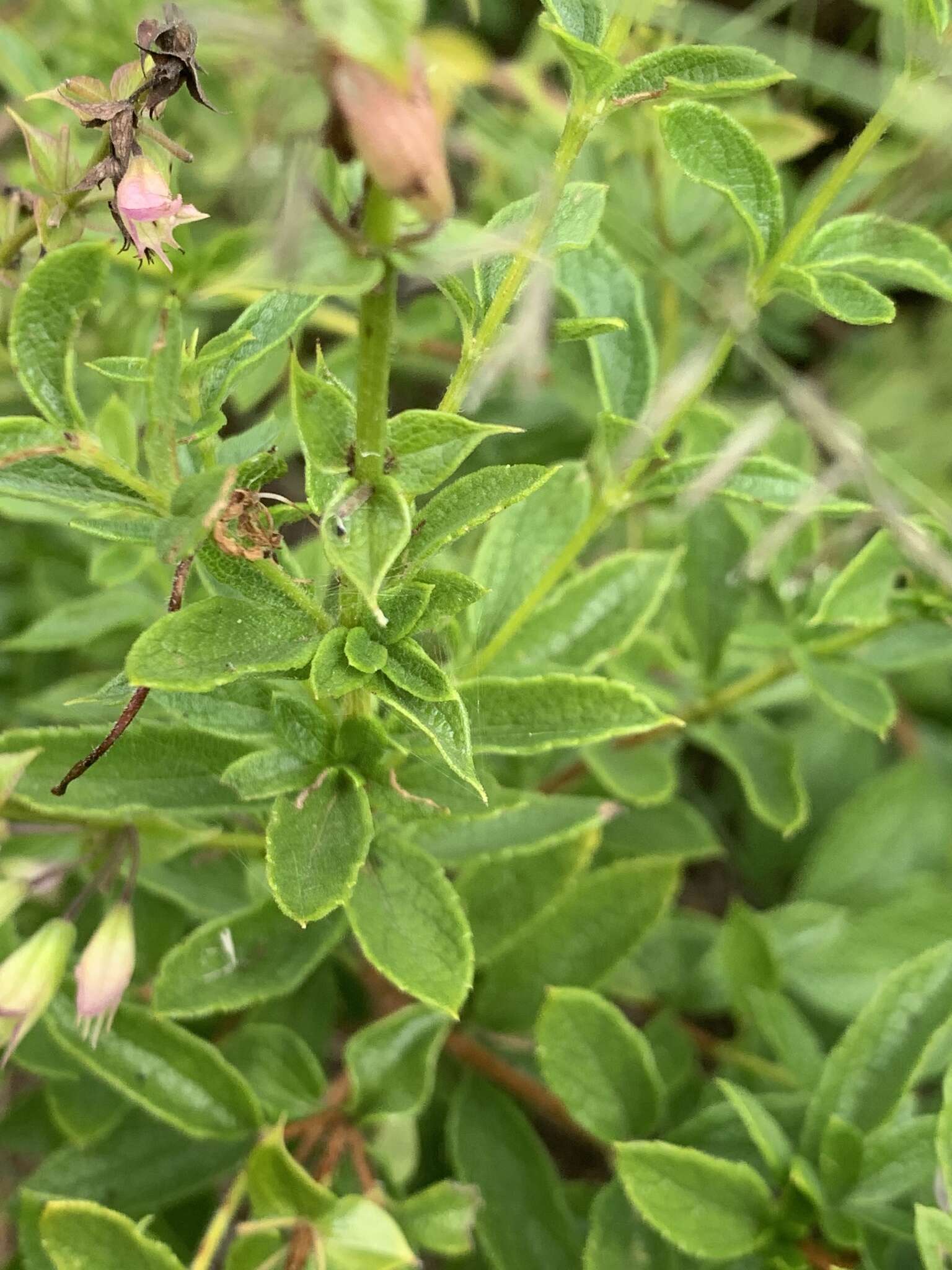 Image de Ocimum tubiforme (R. D. Good) A. J. Paton