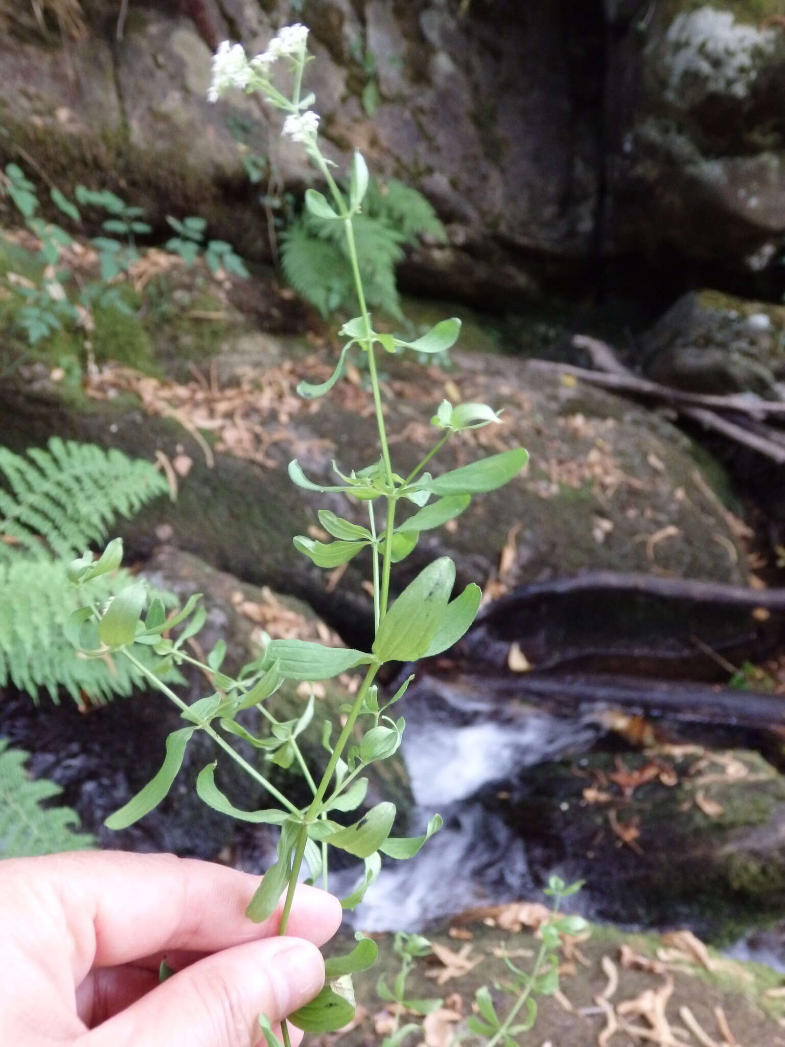 Image of Galium broterianum Boiss. & Reut.