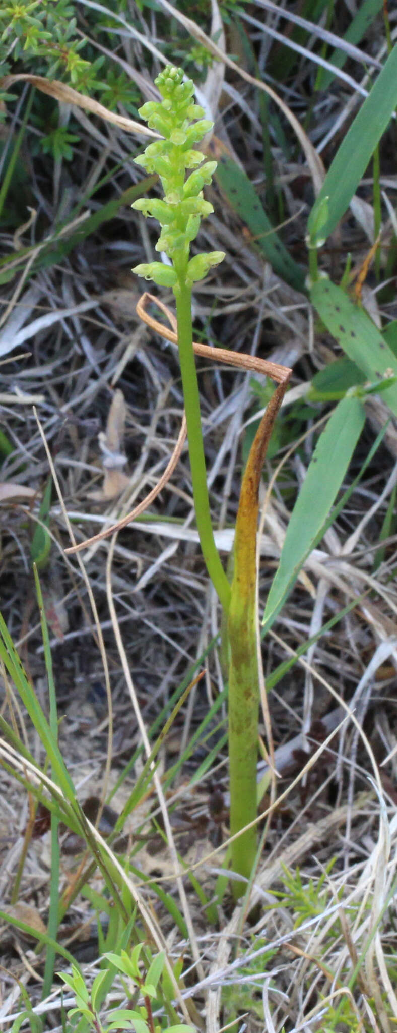 Image of Common onion orchid