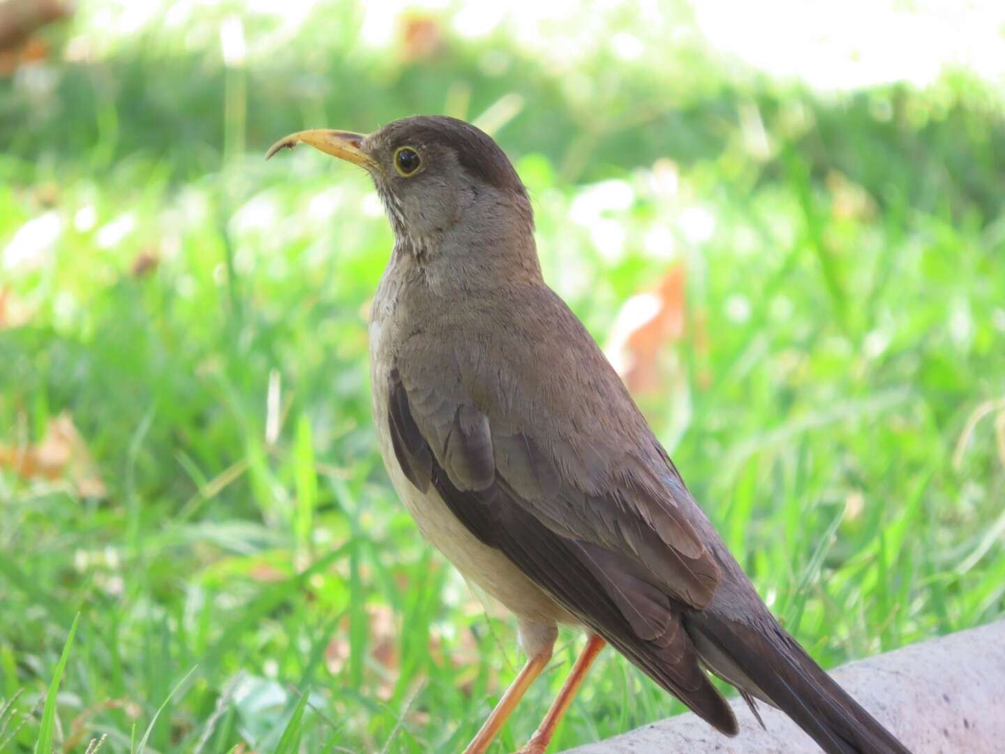 Image de Turdus falcklandii magellanicus King & PP 1831