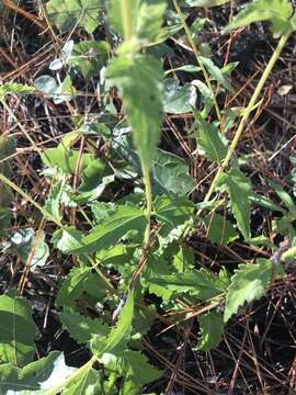 Image of lesser snakeroot