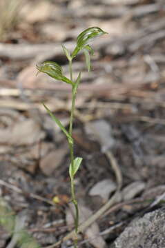 Слика од Pterostylis stenosepala (D. L. Jones) G. N. Backh.