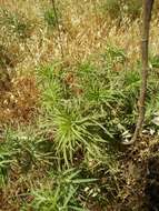 Image of Eryngium glomeratum Lam.