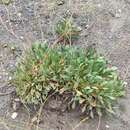 Image of Limonium tabernense M. Erben