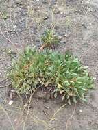 Image of Limonium tabernense M. Erben