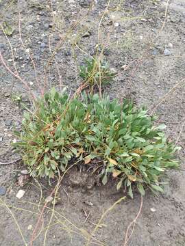 Image of Limonium tabernense M. Erben