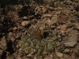 Image of Thelocactus rinconensis subsp. rinconensis