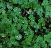 Hydrocotyle americana var. heteromeria (A. Rich.) Kirk resmi