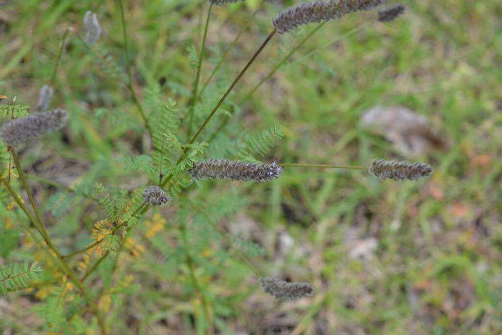 Imagem de Dalea leporina (Aiton) Bullock