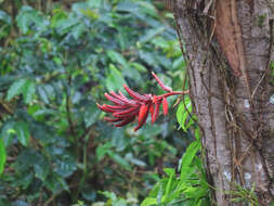 Image of Aechmea tillandsioides (Mart. ex Schult. & Schult. fil.) Baker