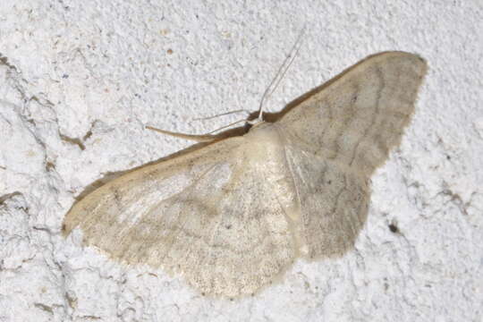 Image of Idaea deversaria Herrich-Schäffer 1847