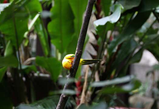 Image of Sun Parakeet