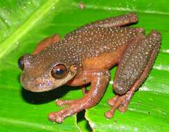 Image of Ecuador slender-legged treefrog