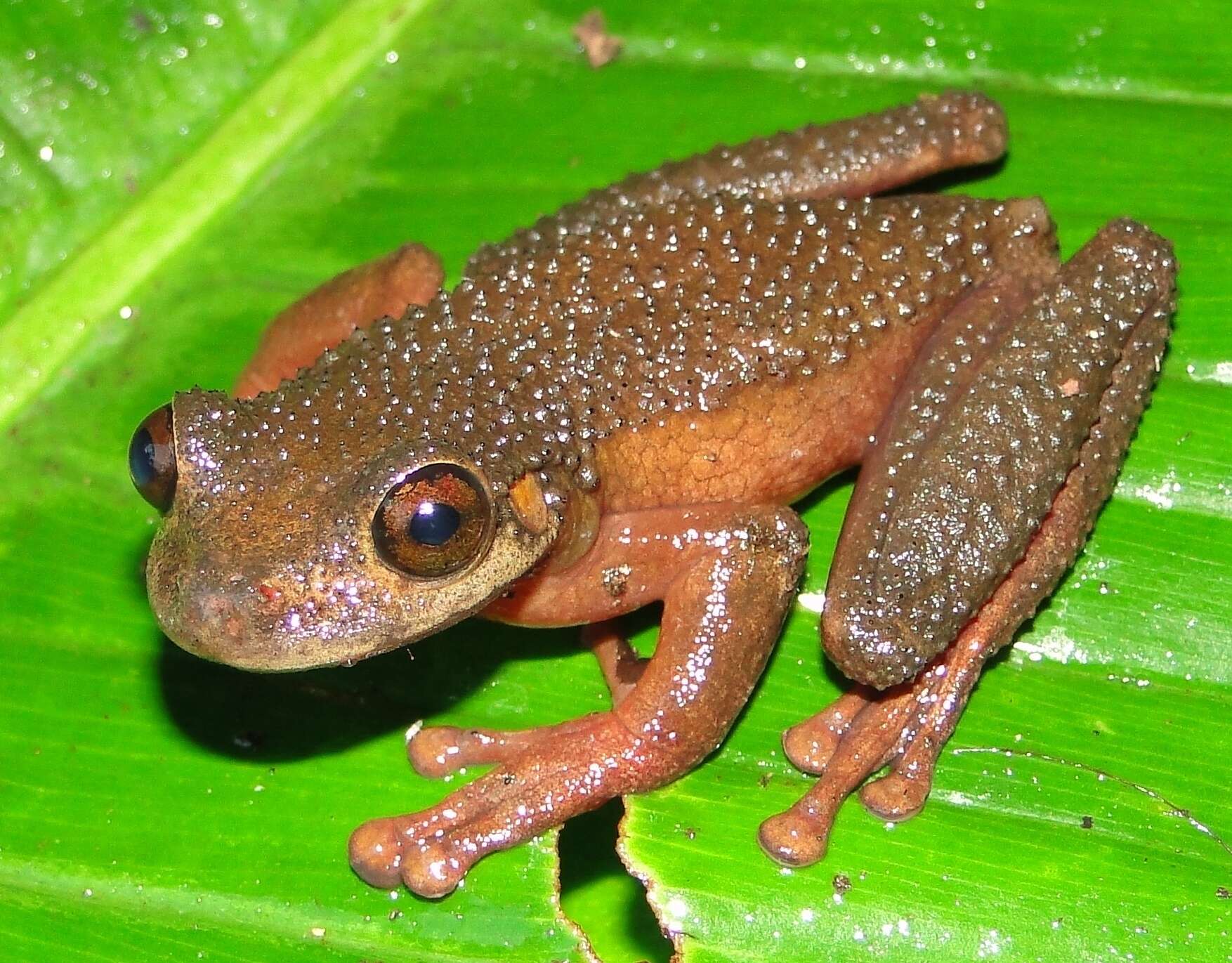 Osteocephalus verruciger (Werner 1901)的圖片