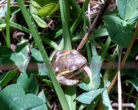 Image of Argus Reed Frog