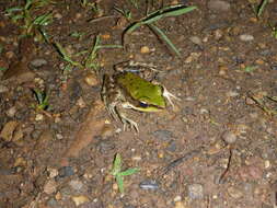 Image of Lithobates palmipes (Spix 1824)