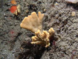 Image of branching sponge