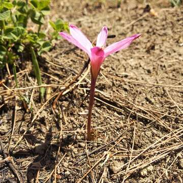 Imagem de Zephyranthes fosteri Traub