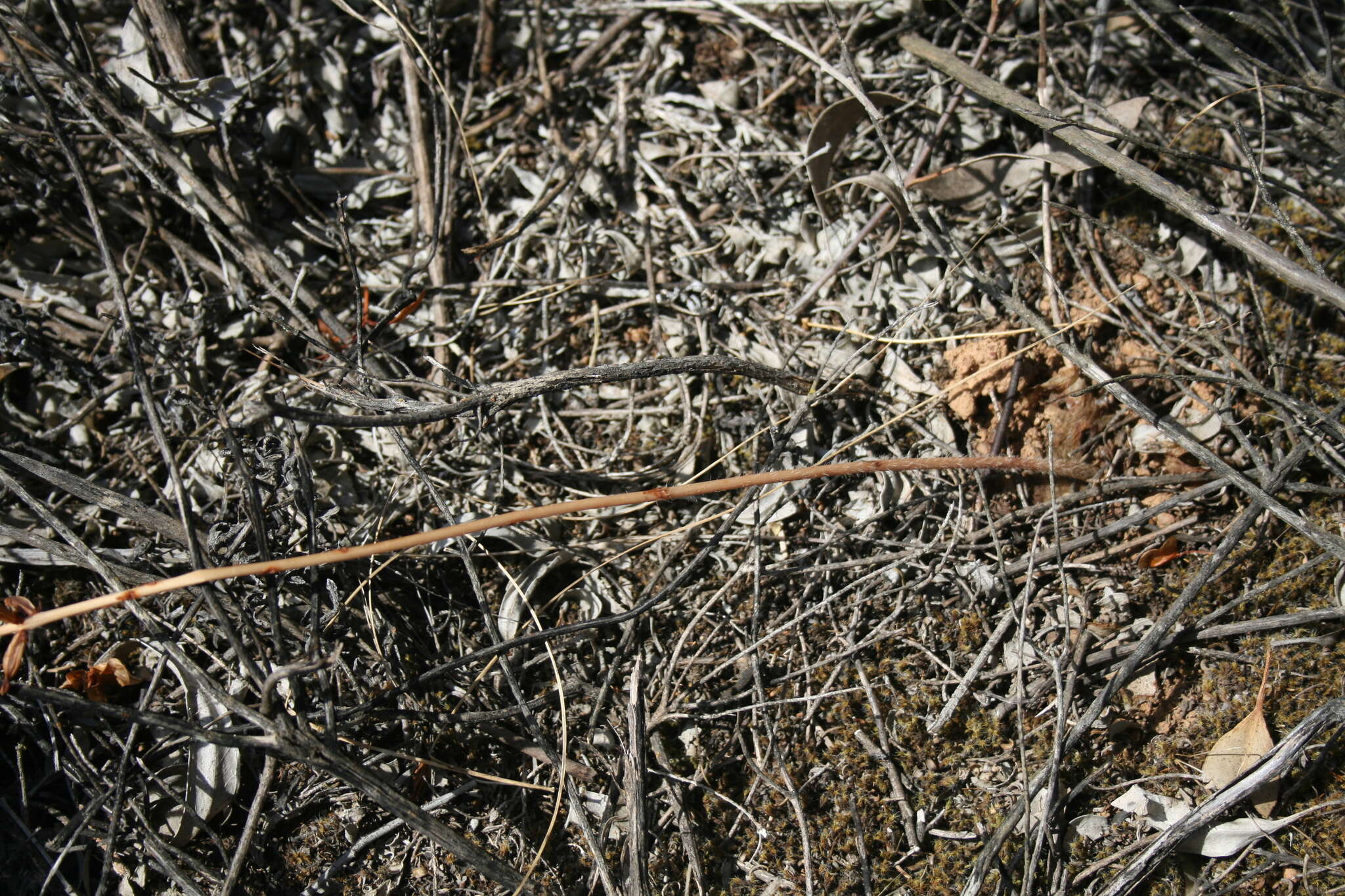 Image of Holothrix burchellii (Lindl.) Rchb. fil.
