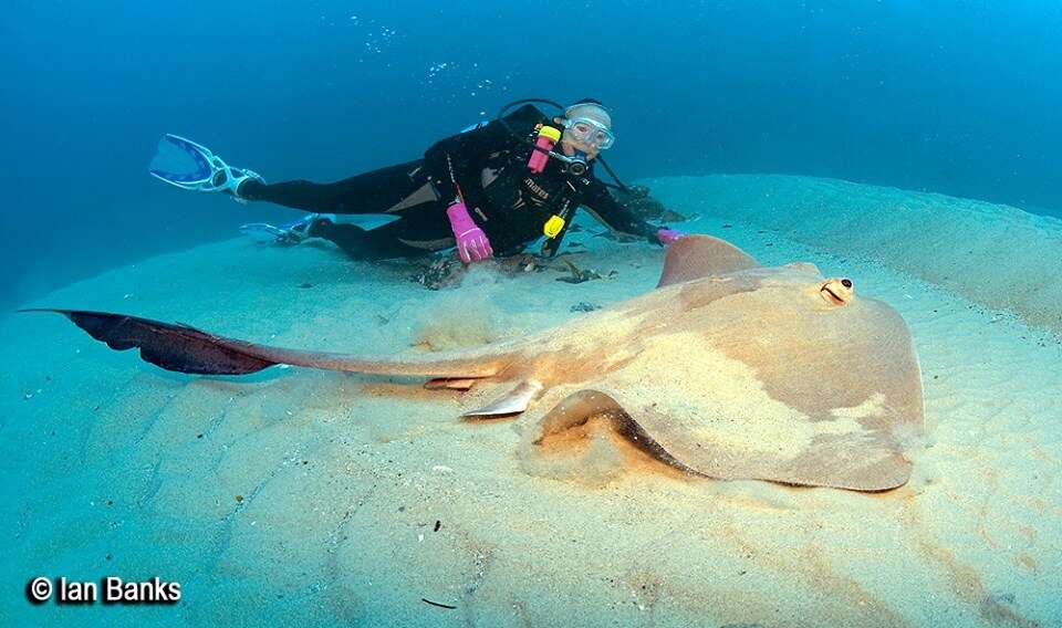 Image of Broad cowtail ray