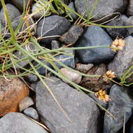 Image of curved sedge