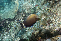 Image of Orange socket surgeonfish