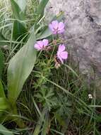 Image of Geranium atlanticum Boiss.