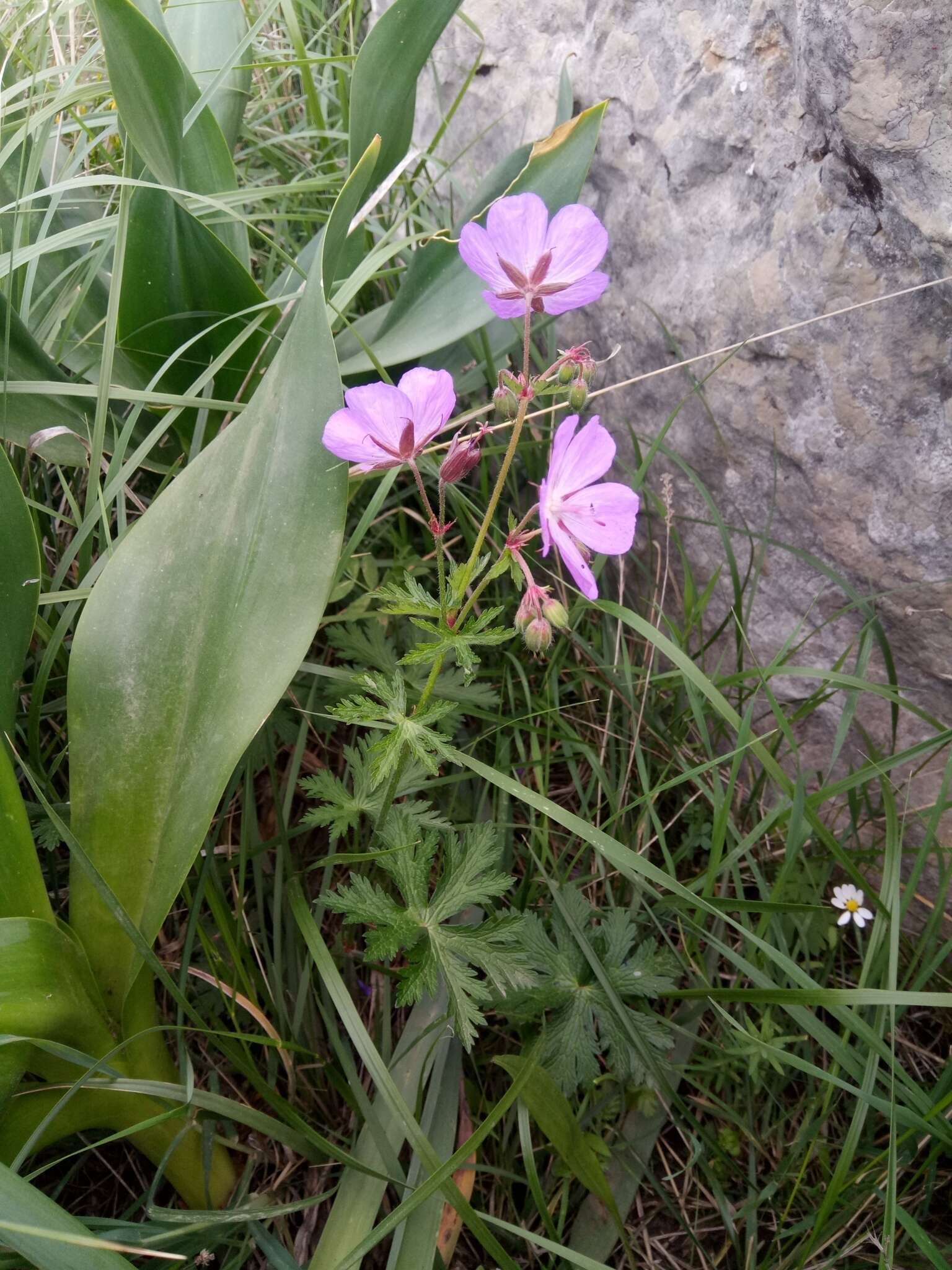 Image of Geranium atlanticum Boiss.