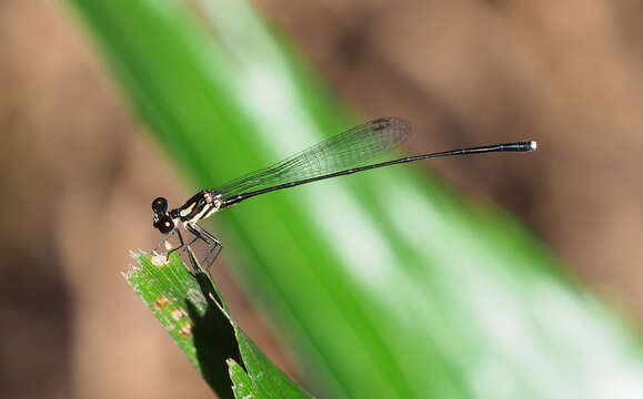 Image of Koolpinyah Threadtail