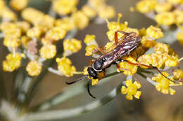 Image of Spider wasp