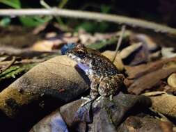 Image of Central American Rain Frog