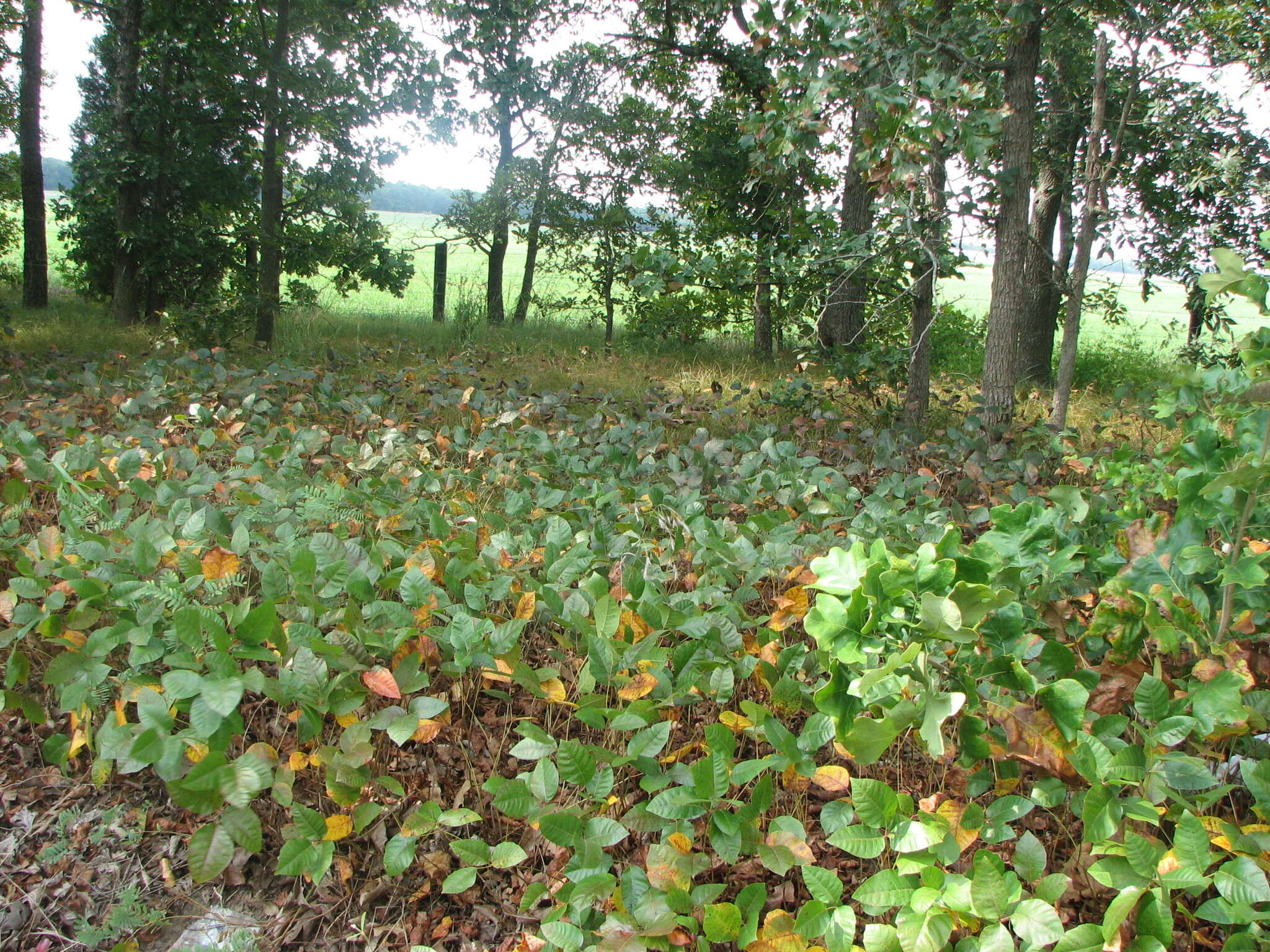 Imagem de Toxicodendron pubescens Mill.