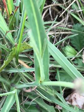 Image of Sonchus dregeanus DC.