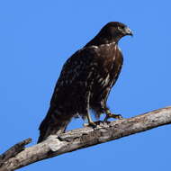 Image of Harlan's Hawk