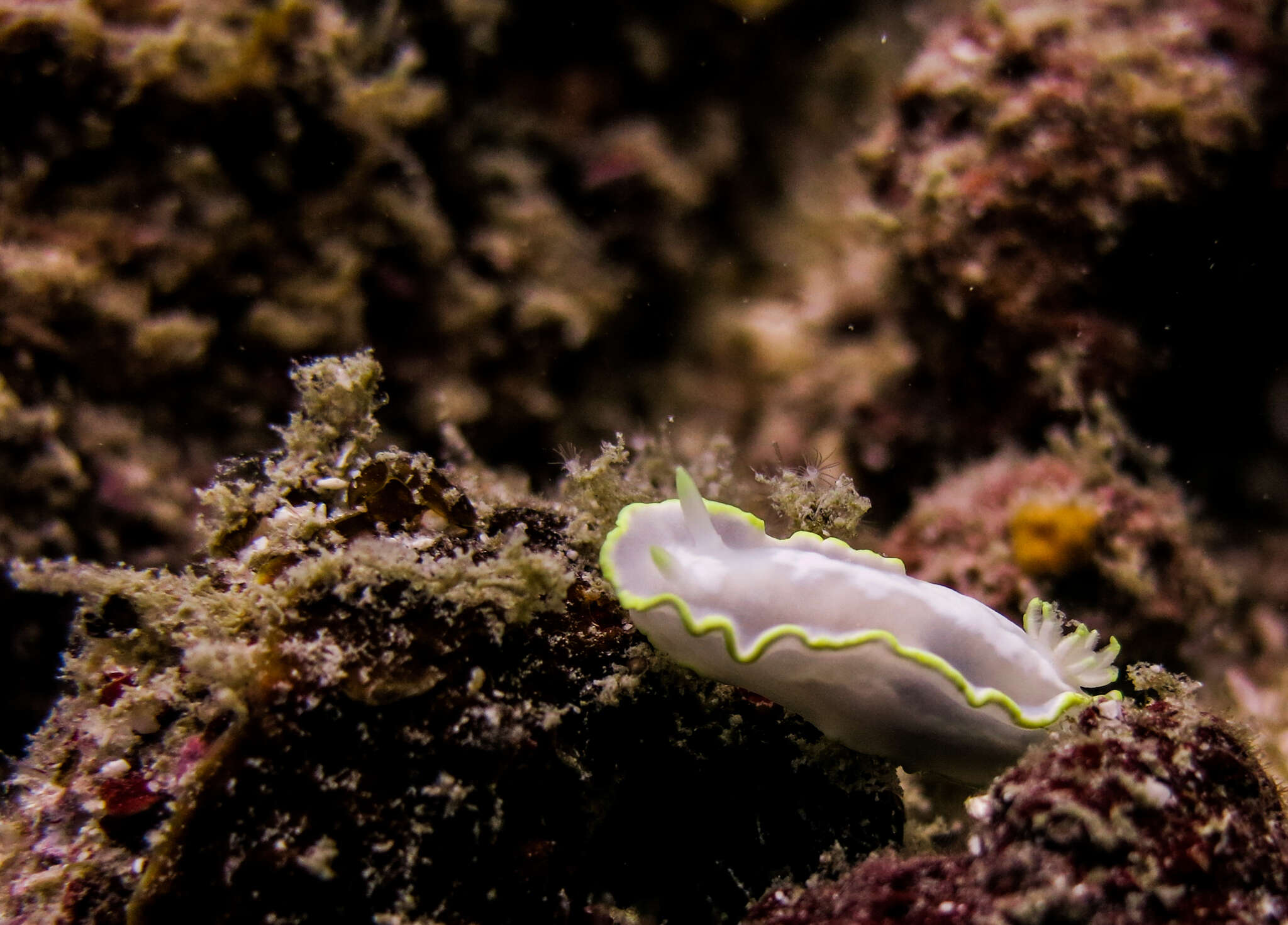 Image of Pale white slug