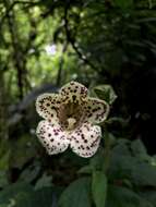 Sivun Kohleria tigridia (Ohlend.) Roalson & Boggan kuva