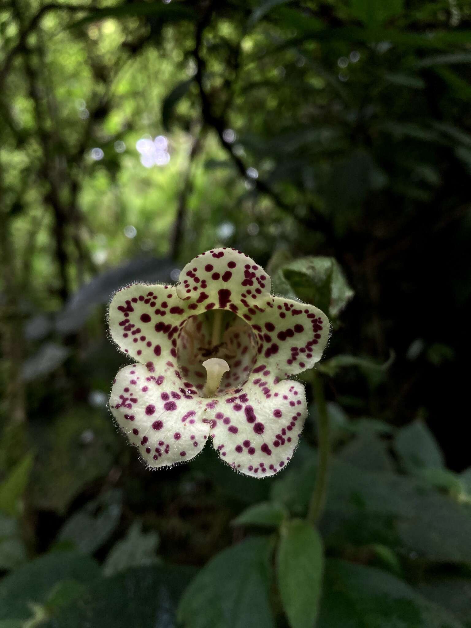 Sivun Kohleria tigridia (Ohlend.) Roalson & Boggan kuva