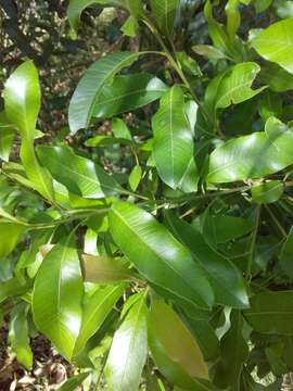 Image of Lithraea brasiliensis March.