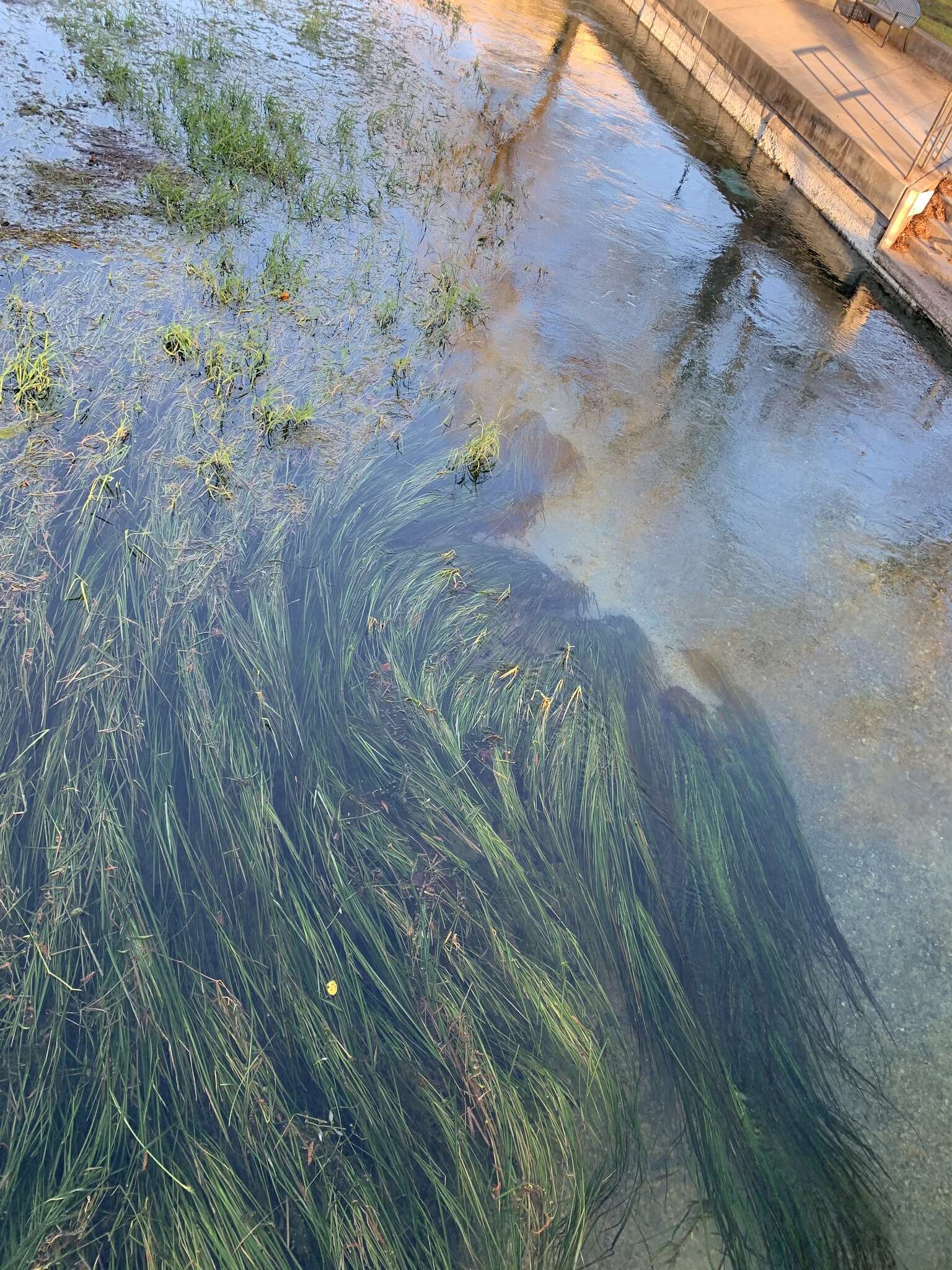 Image of Texas Wild Rice