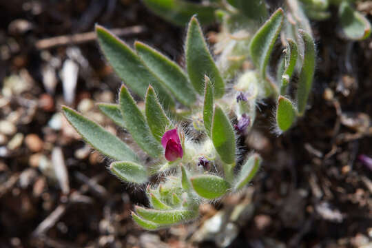 Plancia ëd Acmispon rubriflorus (Sharsm.) D. D. Sokoloff