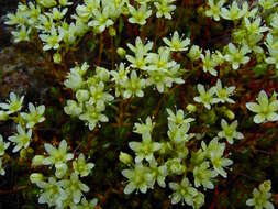 Imagem de Saxifraga tricuspidata Rottb.